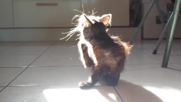 Moje Kočka Před Oknem Roztomilá — Stock video