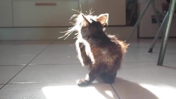 Meine Katze Vor Dem Fenster Ist Süß — Stockvideo