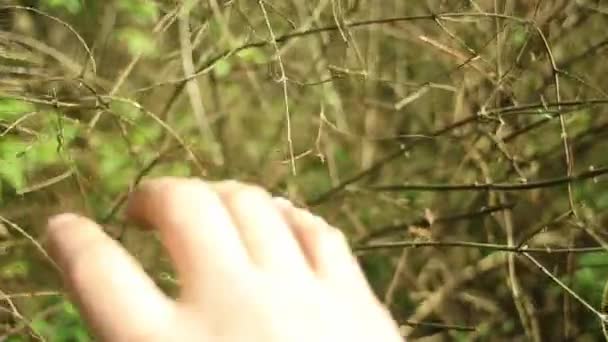 Uma Mão Masculina Tocando Coisas Natureza — Vídeo de Stock