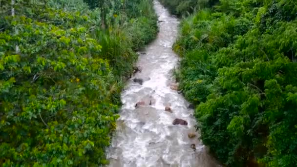 Rio Meio Selva Tropical — Vídeo de Stock
