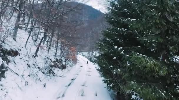 Promeneurs Sympathiques Chien Guide Sur Une Route Gelée Hiver Transylvanie — Video
