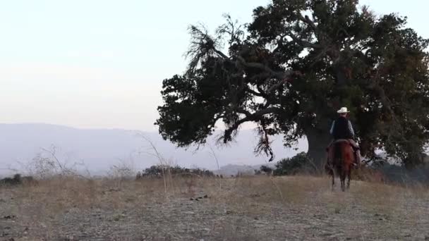 Vaquero Monta Caballo Más Allá Roble 200 Años Que Está — Vídeo de stock