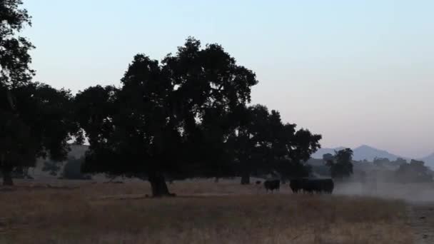 Camera Moves Road Cowboy Rides His Horse Pushing Cattle Keeping — Stock Video