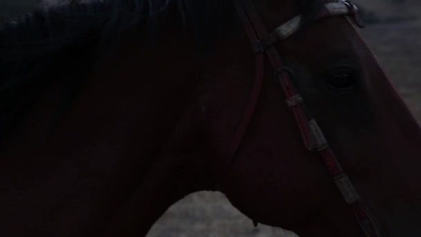 Moody Tiro Cavalo Descansando Como Cowboy Sorri Como Ele Acabou — Vídeo de Stock