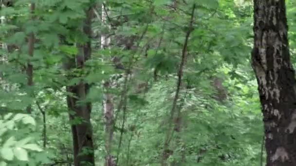 Floresta Outono Após Chuva Tempo Nublado Calmo — Vídeo de Stock