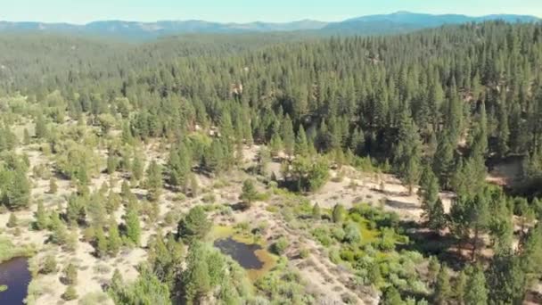 Strzał Drona Czasie Rzeczywistym Ruchu Lewego Patelni Odizolowanego Lasu Pokrytego — Wideo stockowe