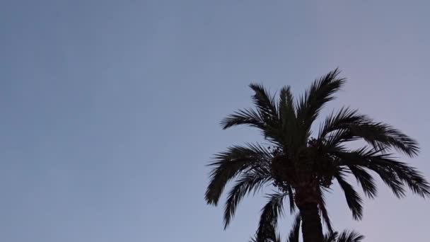 Aviones Ryanair Aterrizando Aeropuerto Alicante Pasando Cerca Una Palmera Atardecer — Vídeos de Stock