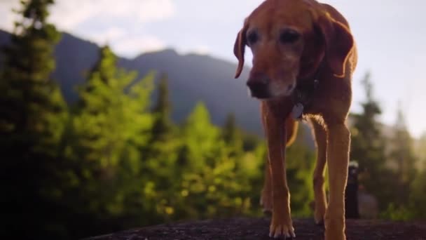 Red Labrador Zkoumá Les Aljašce Při Západu Slunce — Stock video