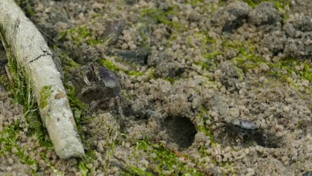 两只小螃蟹在沙滩上吃着 — 图库视频影像