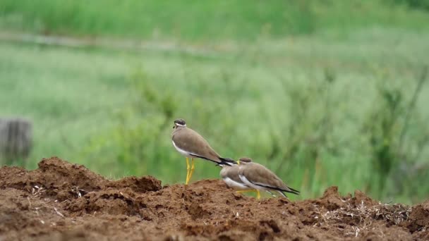 Žlutohnědé Lapwing Očistí — Stock video