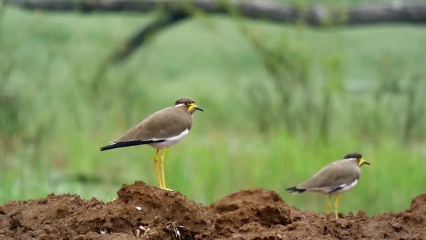 Žlutý Plášť Lapwing Zblízka — Stock video