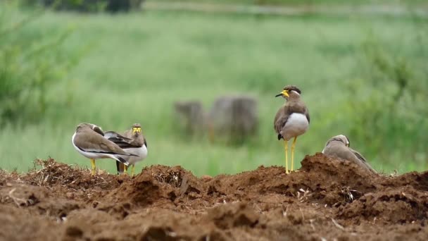 Κίτρινη Λυγισμένη Lapwing Από Κοντά — Αρχείο Βίντεο