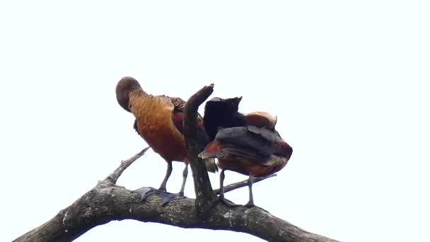 Plumed Assobiando Patos Perto — Vídeo de Stock