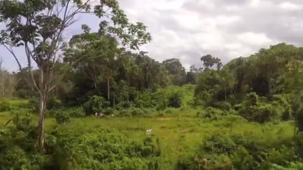 在乌云密布的一天 在喀麦隆南部上萨纳加的南加埃博科森林 空中无人驾驶飞机在非洲丛林的树木中倒飞 — 图库视频影像