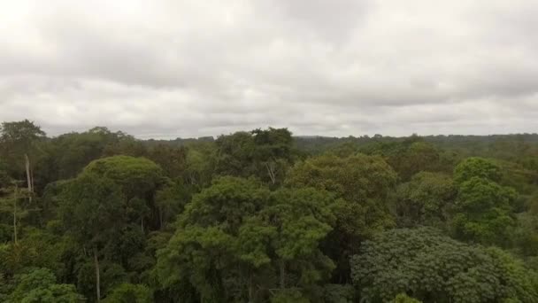 Luchtvaart Afdalende Drone Van Groene Regenwouden Een Bewolkte Dag Nanga — Stockvideo