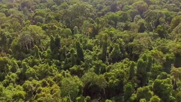 Die Drohne Fliegt Einem Sonnigen Tag Tief Den Afrikanischen Regenwald — Stockvideo