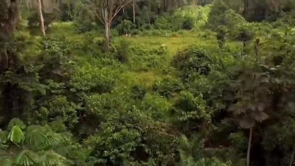 Vue Aérienne Drone Volant Vers Arrière Travers Les Arbres Dans — Video