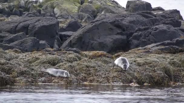 Sellos Encapuchados Durmiendo Playa Grass Cliff Islandia — Vídeo de stock