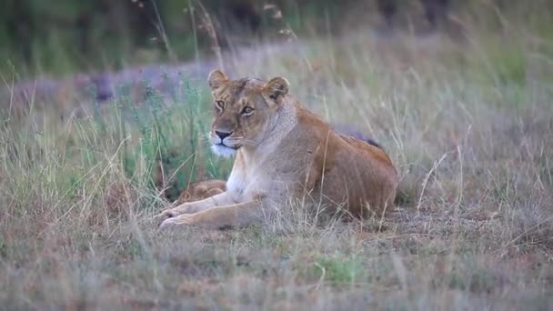 Female Lion Panthera Leo Lays Resting Her Young Cub Open — Stock Video