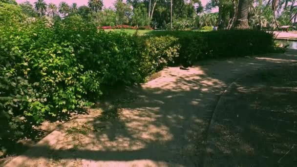 Утка Берегу Утиного Пруда Парке Санта Барбары — стоковое видео