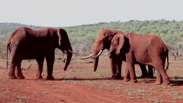 Небольшая Группа Слонов Локсодонта Африканская Борьба Доминирования Небольшой Водной Дыре — стоковое видео