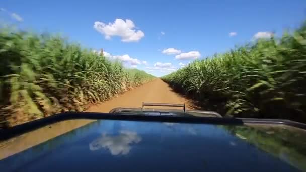 Ein Fahrzeug Mit Wildtrieb Fährt Der Sommersaison Ein Zuckerrohrfeld Privaten — Stockvideo