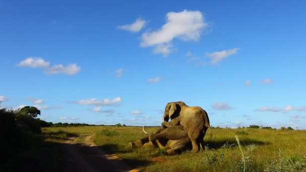 Junge Elefantenbullen Versuchen Den Älteren Elefantenbullen Loxodonta Africana Dominieren Indem — Stockvideo