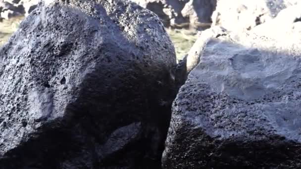Μαύρο Λεπτό Καβούρι Γνωστό Και Καβούρι Αάμα Κρύβεται Ανάμεσα Βράχους — Αρχείο Βίντεο