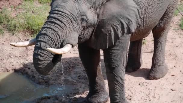 Afrikaanse Olifant Bij Drinkplaats — Stockvideo