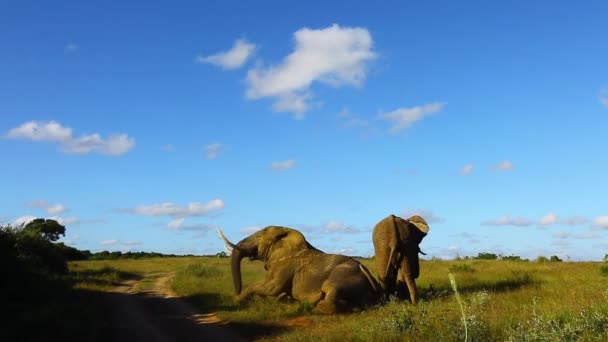 Слони Бугаї Намагаються Домінувати Над Старим Слоном Loxodonta Africana Стоячи — стокове відео