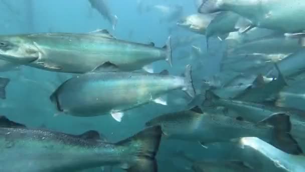 Salmon Farm Underwater Salmon Swimming — Stock Video