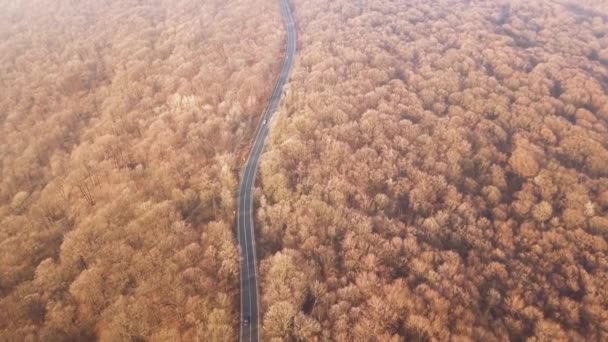 Güzel Günbatımı Işığı Ormanın Sonbahar Renklerinin Bir Yoldan Geçtiğini Gösterir — Stok video
