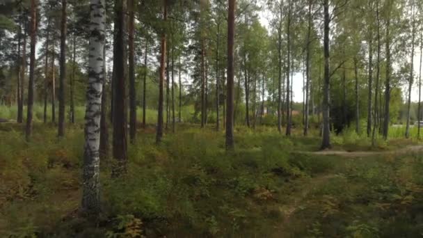 Avslöja Vacker Skog Nära Tung Trafikväg — Stockvideo