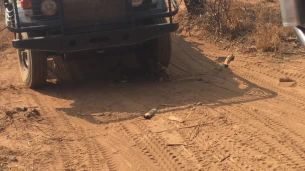 Filhotes Cães Selvagens Africanos Lycaon Pictus Estava Sombra Jogo Observação — Vídeo de Stock