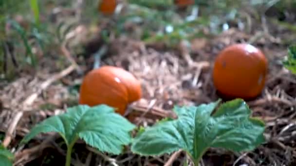 Explosión Cámara Revelando Parche Calabaza Con Vides Marchitas Sol Mañana — Vídeo de stock