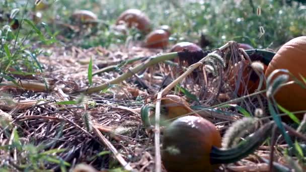 Primer Movimiento Muñeca Derecha Una Calabaza Gran Tamaño Sudando Marchitándose — Vídeos de Stock