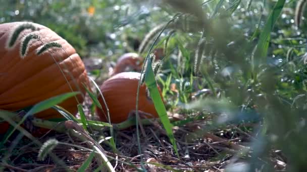 Büyük Balkabaklarının Solunda Sabah Güneşinin Vurduğu Bir Tarlada Solmuş Sarmaşıkların — Stok video