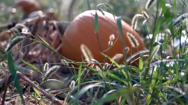 Closeup Medium Sized Sweating Pumpkin Gnarly Withered Vine Dolly Tracking — Stock Video