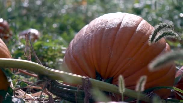 Primo Piano Estremo Con Movimento Dolly Molto Lento Destra Grandi — Video Stock