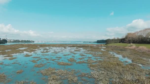 Záběry Bezpilotního Letounu Nad Některými Mangrovovými Oblastmi Městě Auckland Video — Stock video