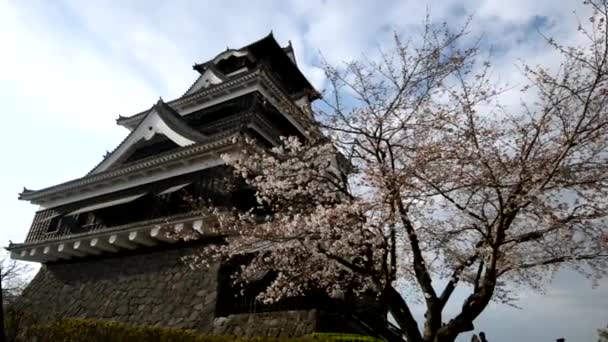 Castillo Samurai Kumamoto Cerezo Con Flor Cerezo — Vídeos de Stock