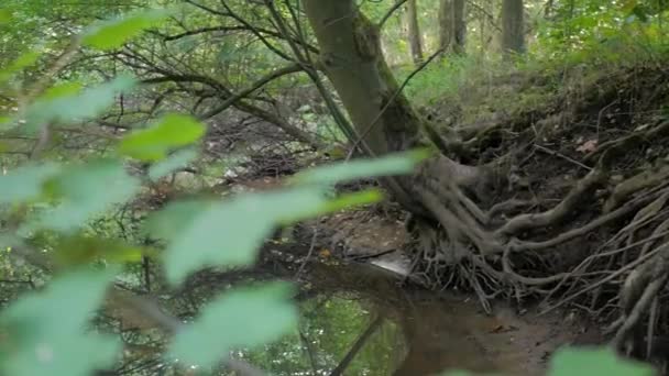 Fluss Schwimmt Friedlich Durch Den Wald — Stockvideo