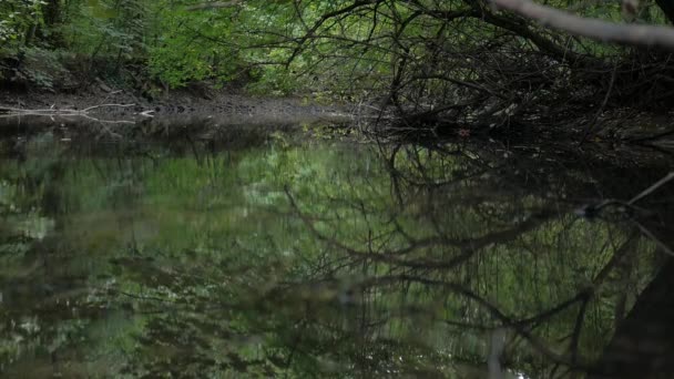 Ειρηνικός Ποταμός Στο Δάσος — Αρχείο Βίντεο