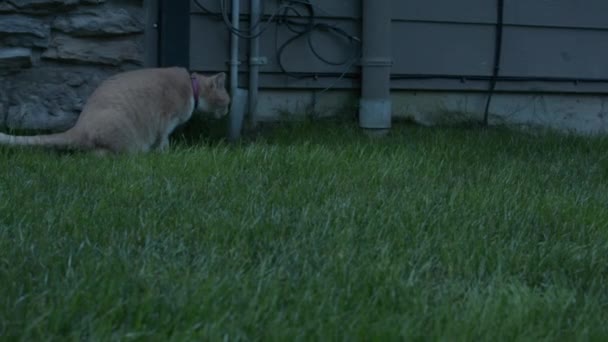 家の横にある猫の噛む草 — ストック動画