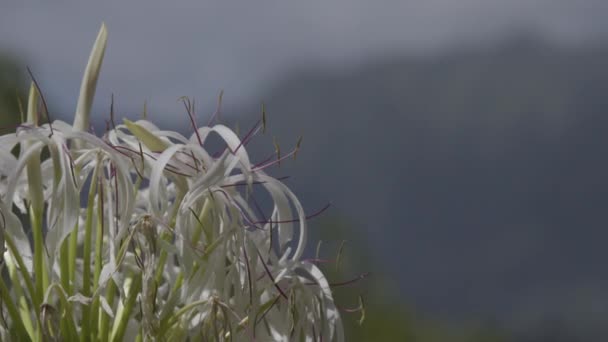 Een Close Winkel Van Witte Bloemen Coconut Island Kaneohe Bay — Stockvideo