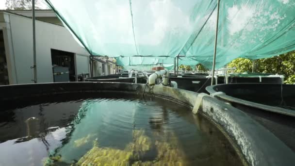 하와이 네노헤 떨어지게 커다란 수돗물 배경에 보이는 것이다 — 비디오