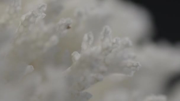 Extremo Close Coral Branco Seco Girando Rápido Seus Ramos Entrando — Vídeo de Stock