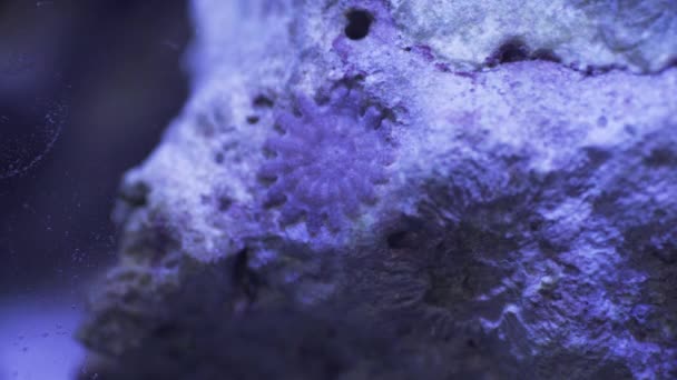 Extrem Fortfarande Närbild Blå Grå Korall Skimrande Vatten Med Fossiler — Stockvideo