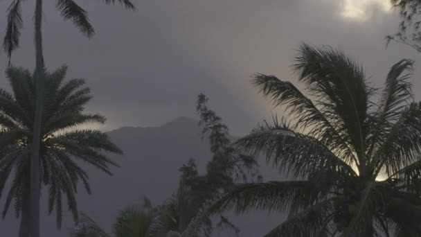 Široký Záběr Palem Kokosovém Ostrově Kaneohe Bay Havaj Houpající Větru — Stock video