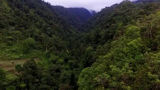 Тропические Тропические Леса Дороги Часть — стоковое видео